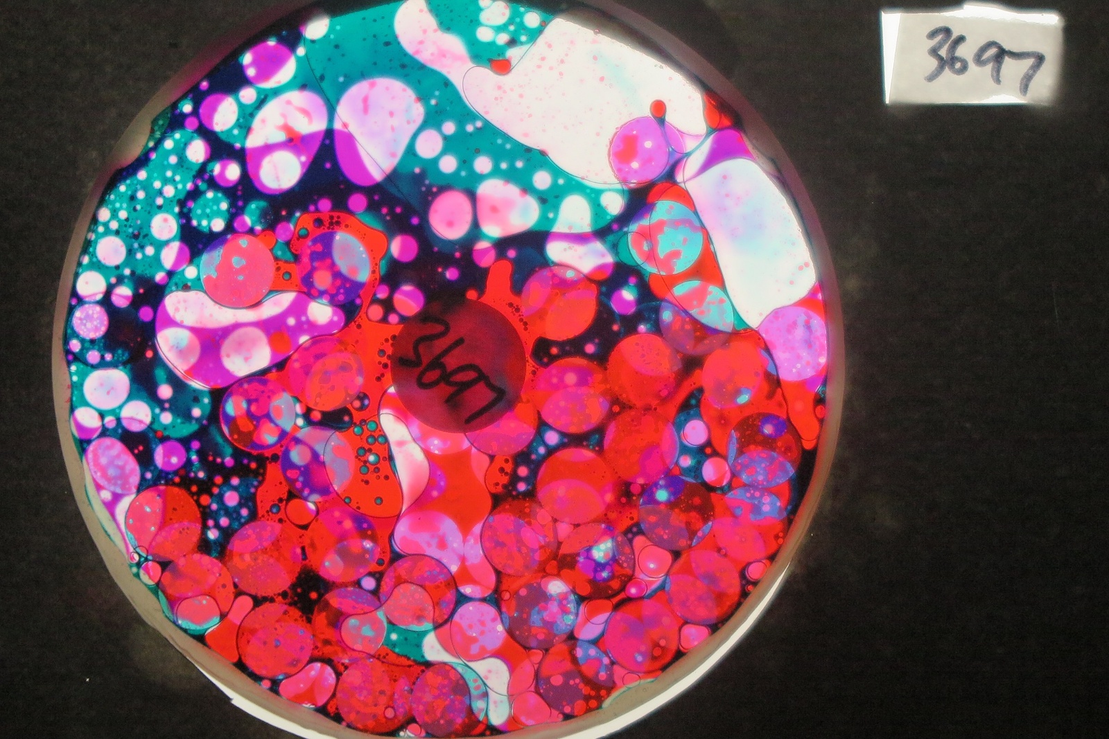 BV3697 bubble vision oil wheel